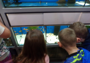 Przedszkolaki oglądają rybki